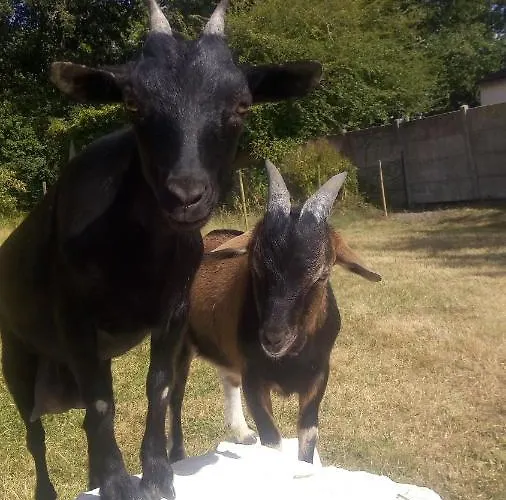 Bed and Breakfast Montplaisir