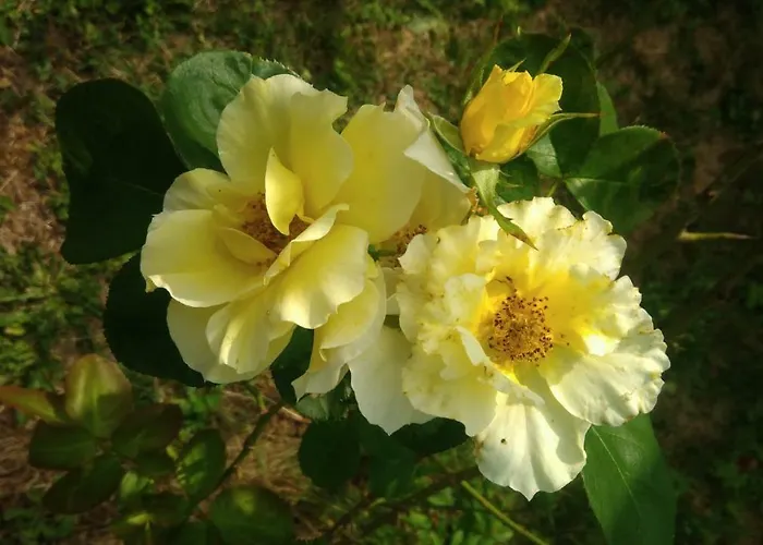 Bed and Breakfast Montplaisir Montendre