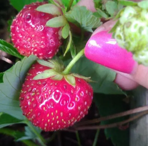 Montplaisir Bed and Breakfast Montendre